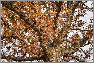 image by Kirms Photography Shark River Hills Foliage-6